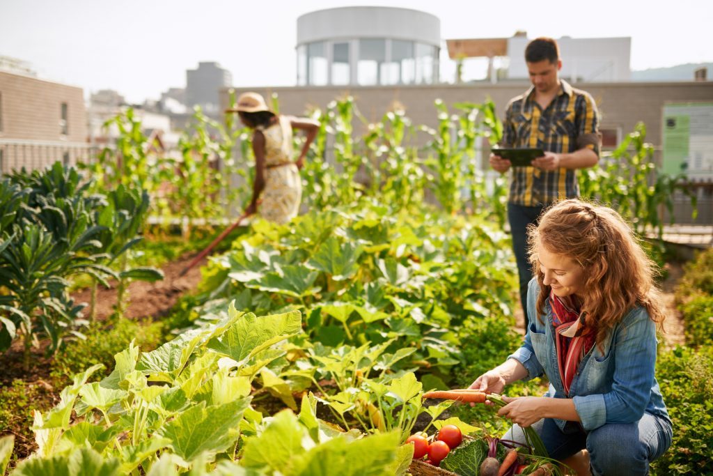 Drei Personen betreiben Urban Gardening, gärtnern also mitten in der Stadt