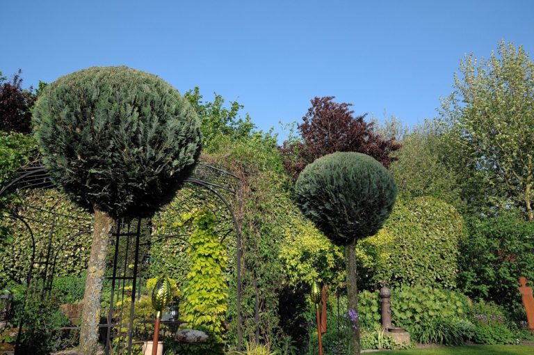 Bäume und Hecken im Garten