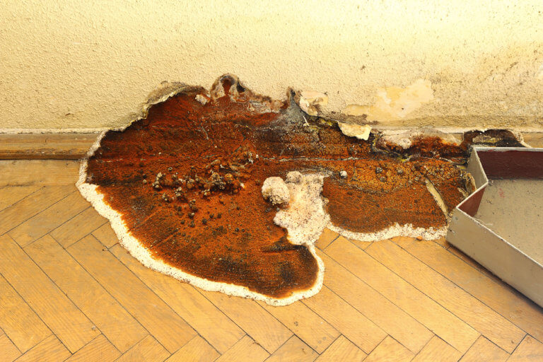 Vom Echten Hausschwamm befallenes Holz