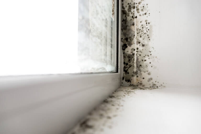 Schimmel am Fenster sollte man schnell entfernen