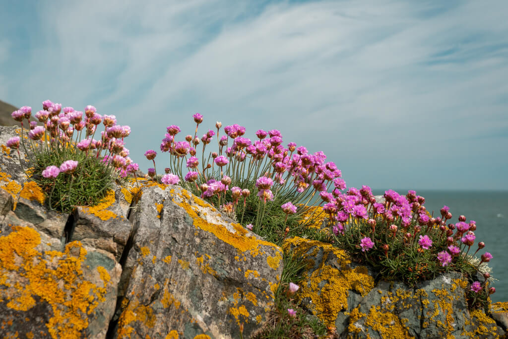 Rosa blühende Strand-Grasnelken wachsen auf Felsen an der irischen Ostküste