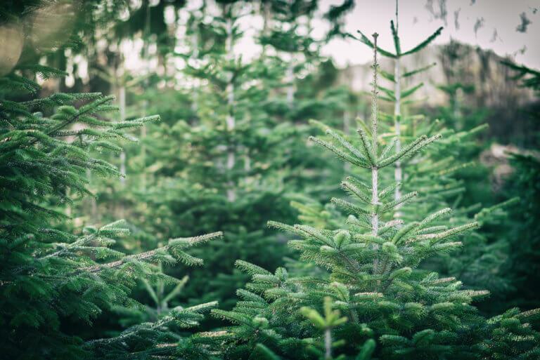 Zu Weihnachten immergrüne Pflanzen