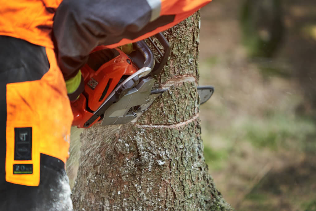 Wer einen Baum fällen lassen will, sollte einen professionellen Fachbetrieb engagieren.