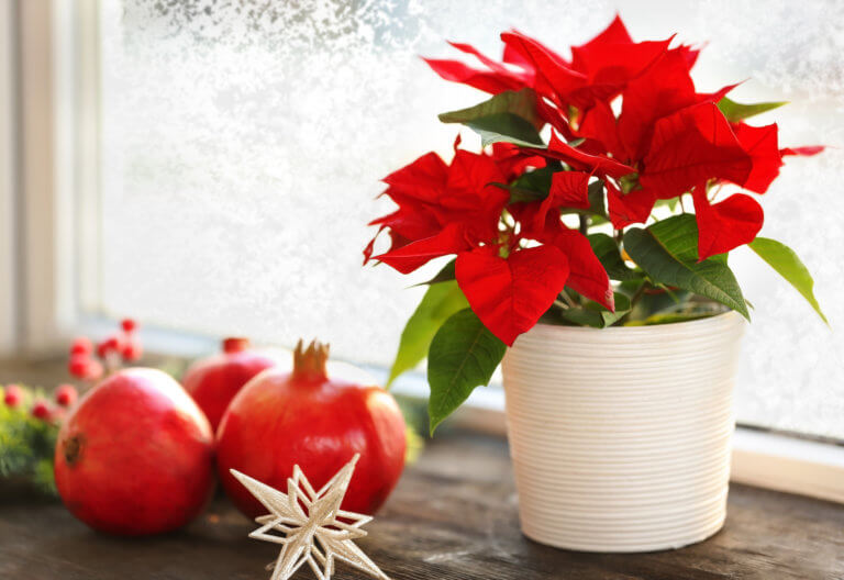 Weihnachtspflanzen und -blüten zur Dekoration