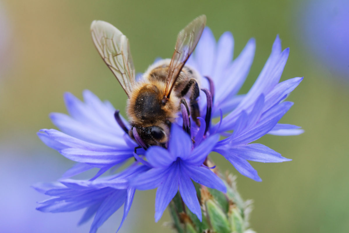 Biene auf einer Kornblume
