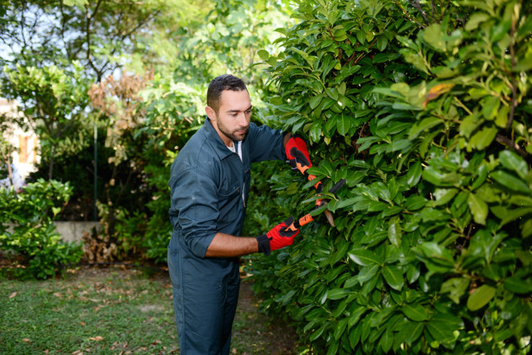 Junger Gärtner beim Hecke schneiden.