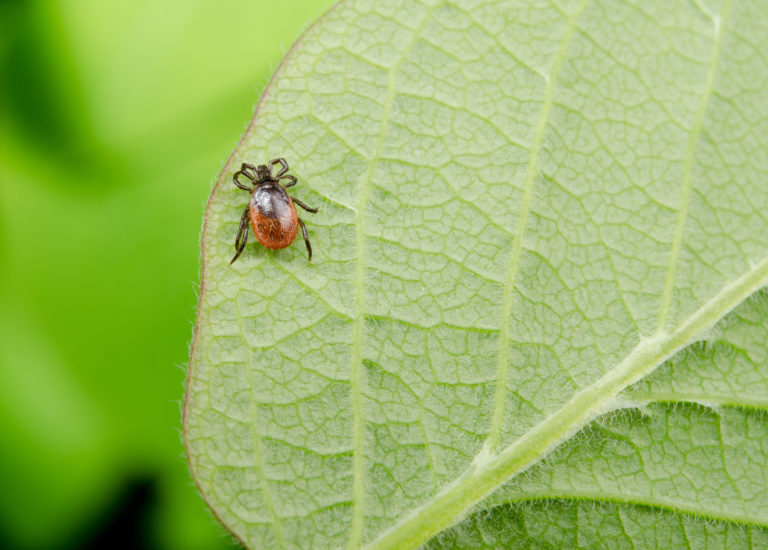 Zecke auf einem Blatt im Garten