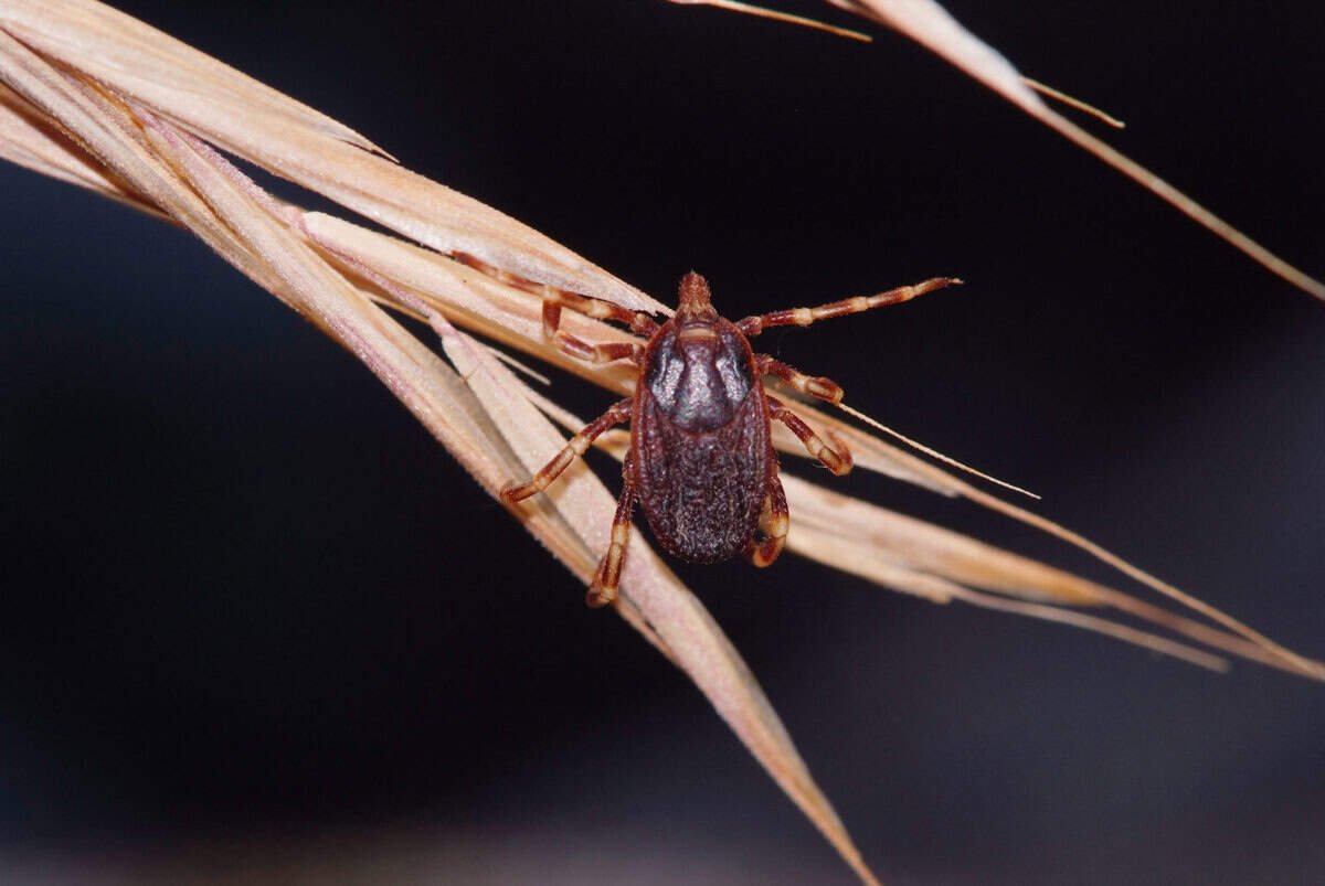 Mittel gegen Zecken im Garten