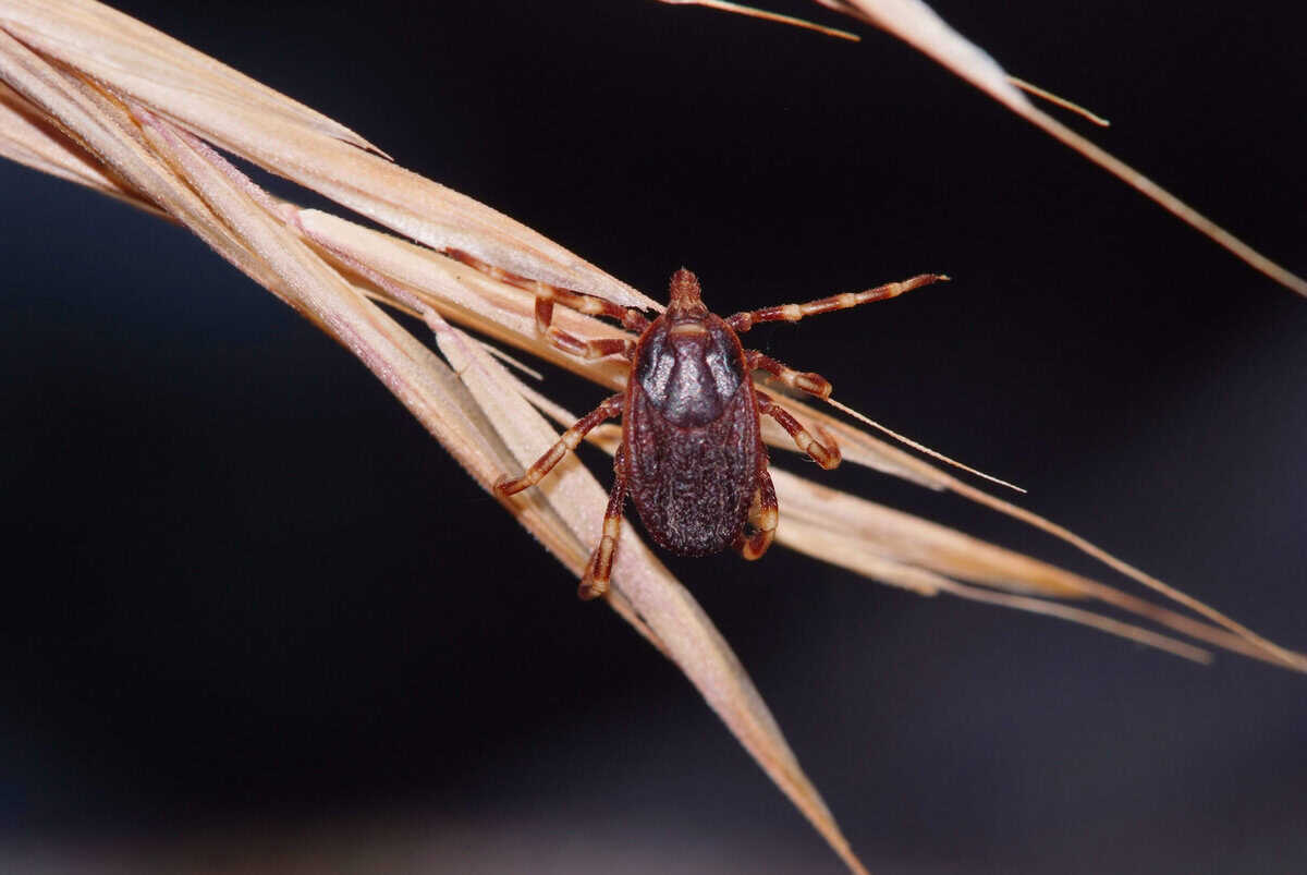 Mittel gegen Zecken im Garten