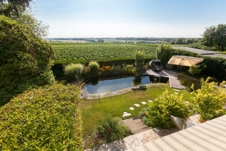 Naturpool mit Pflanzen im Garten