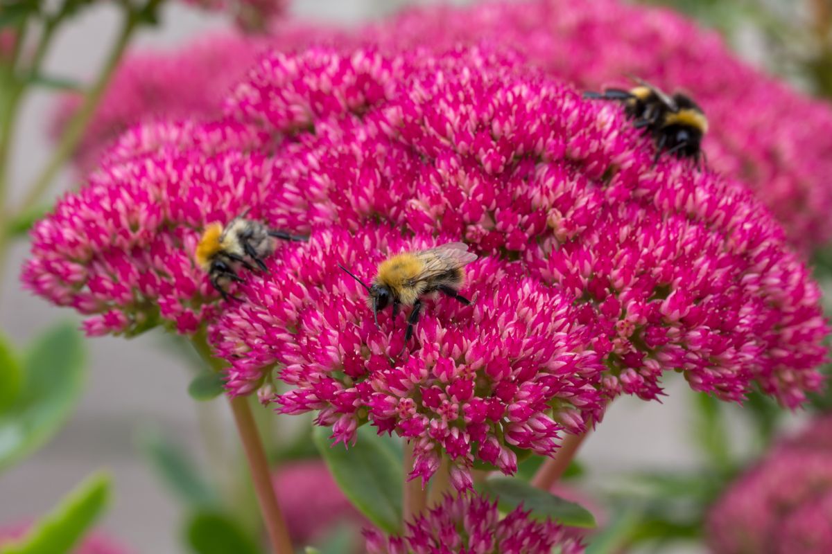 Drei Bienen sitzen auf den Blüten einer Fetthenne