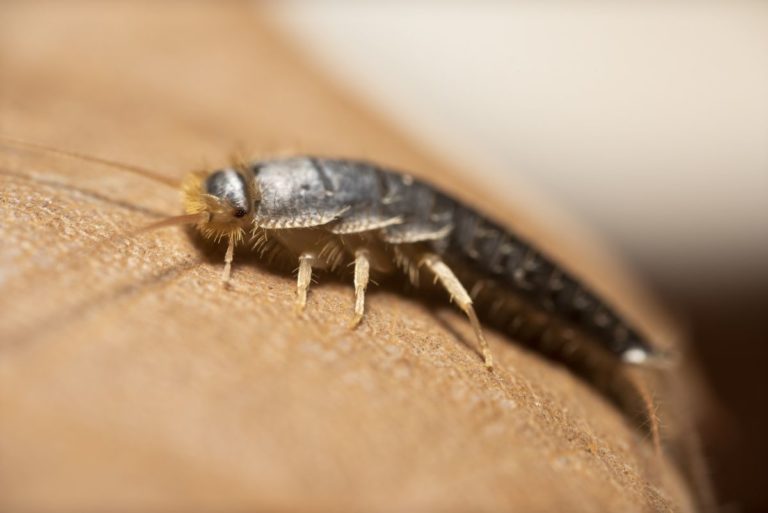 Silberfischchen auf einer Bodenfliese im Bad