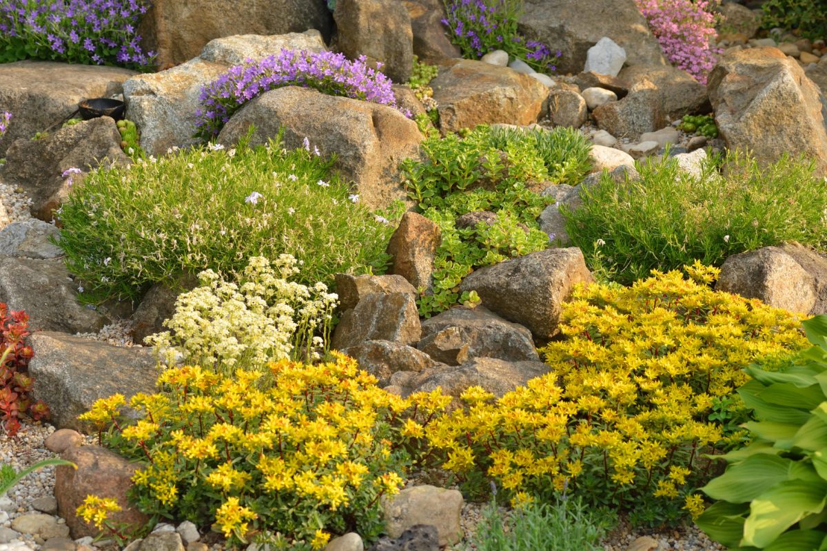 Steingarten anlegen – Anleitung, Pflanzen und Pflege