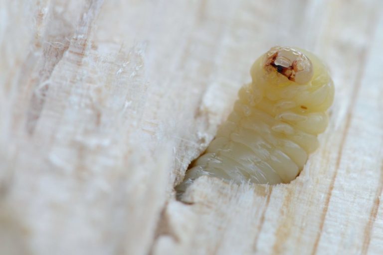 Vom Holzwurm befallenes Holz mit Bohrlöchern