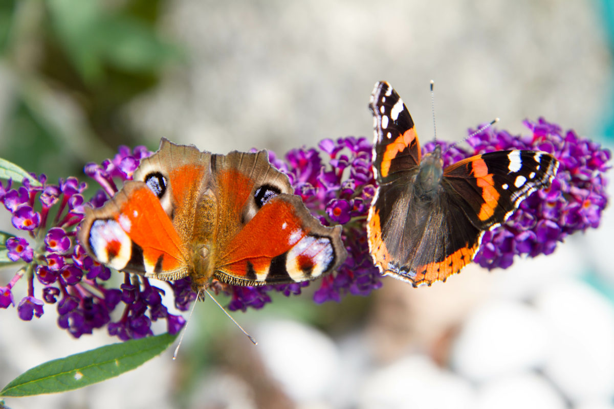Schmetterlingsflieder – Herkunft und Tipps für die Pflege