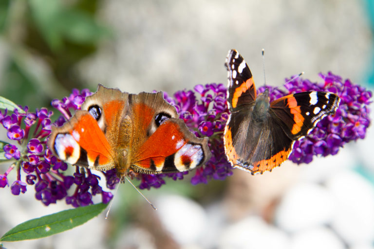Blühender Schmetterlingsflieder im Garten