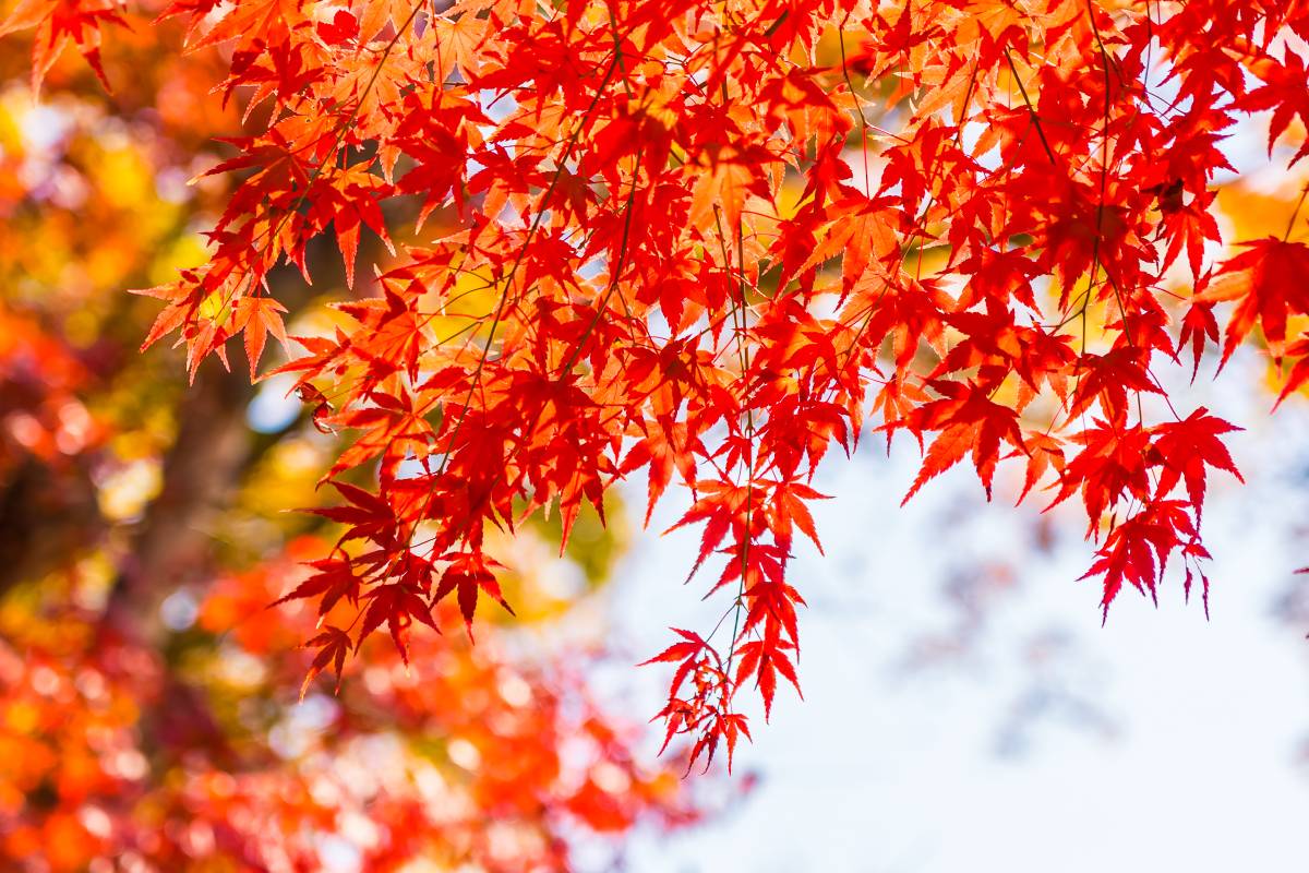 Rote Ahornblätter im Herbst. Im Hintergrund sieht man den Stamm des Baums und hellblauen Himmel.