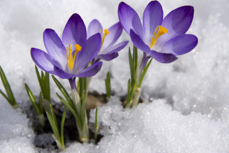 Krokus im Schnee