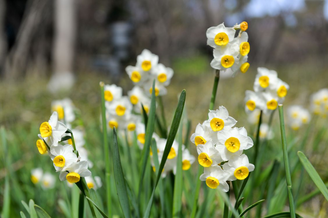 Weiß-gelbe Blüten der weißen Narzisse