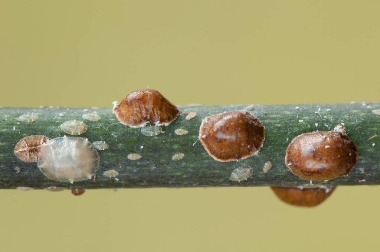 Schildlausbefall an den Blättern einer Zimmerpflanze