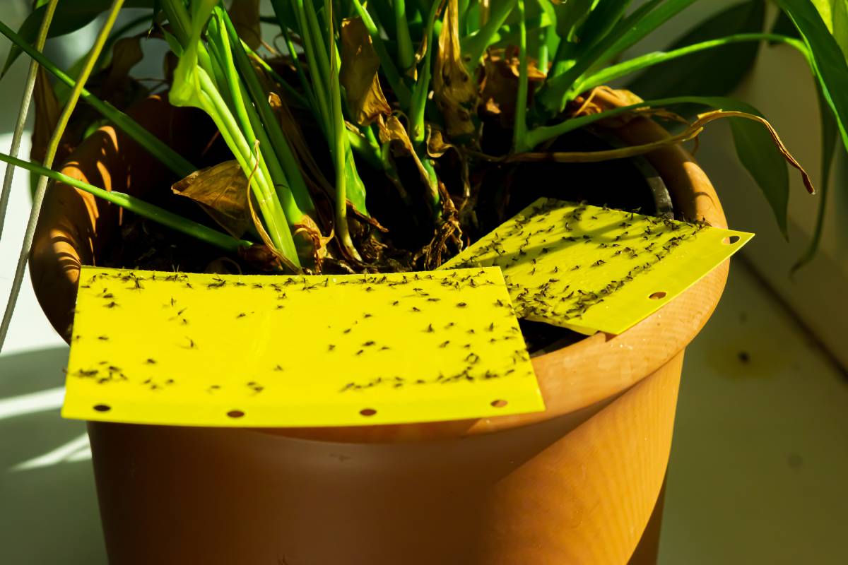 Trauermücken auf einer gelben Klebefalle in einem Blumentopf