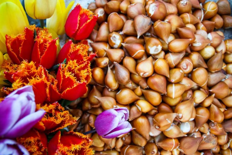 Blühende Zwiebelblumen in einem Frühlingsbeet