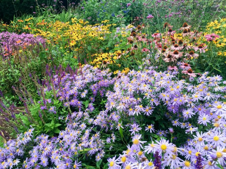 Gärtnerin pflanzt Stauden in ein Gartenbeet