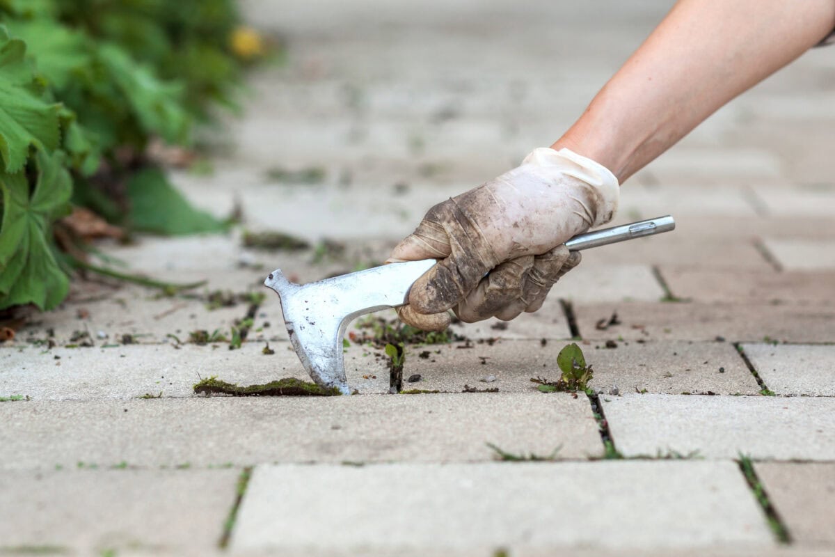 Unkraut zwischen Pflastersteinen im Garten