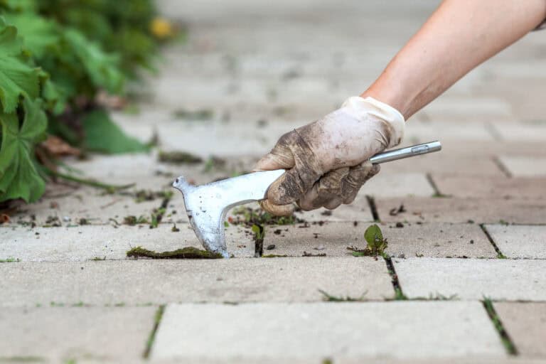 Unkraut zwischen Pflastersteinen im Garten