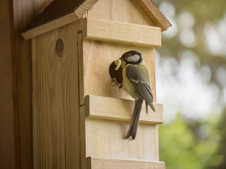 Ein kleiner Vogel füttert seine Jungen in einem Nistkasten