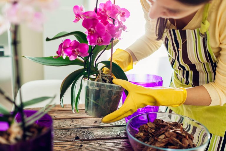 Eine Frau dabei eine Orchidee umzutopfen.