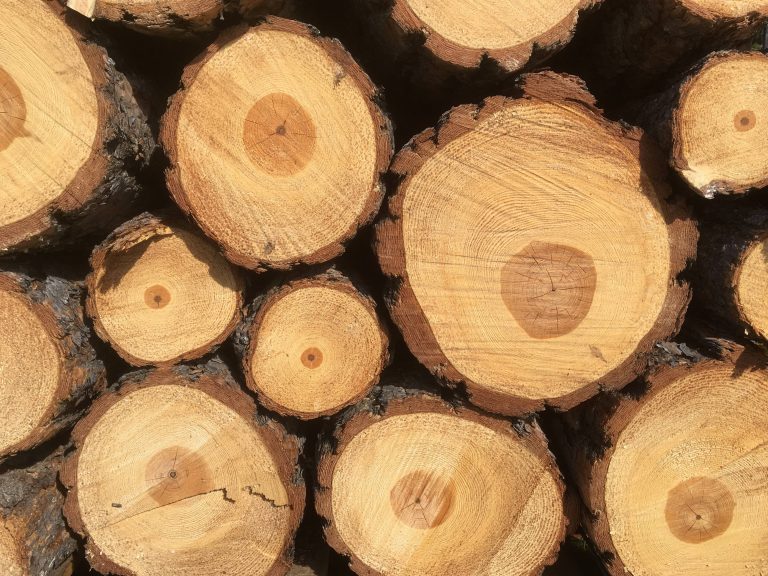 Kernholz zu sehen im Querschnitt von Baumstämmen.