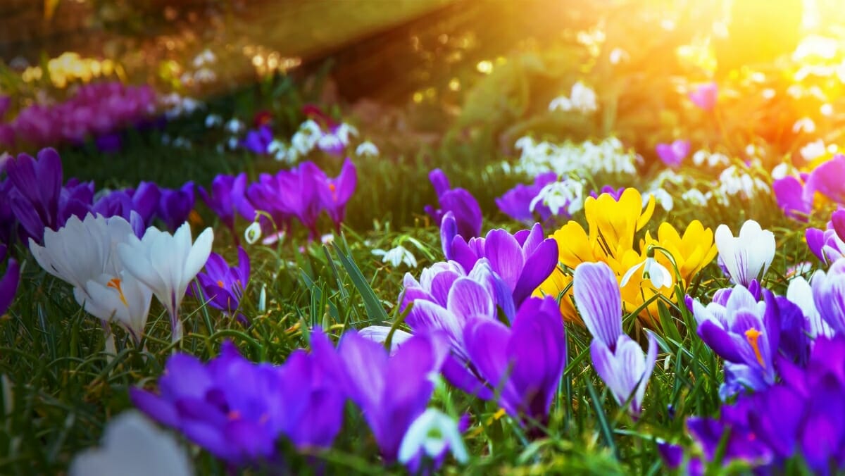 Frühlingsblumen – die bunten Boten des Frühlings