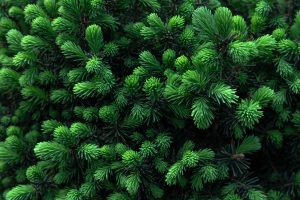 Anders als wintergrüne oder halbimmergrüne Pflanzen tragen immergrüne Pflanzen ihr Blattkleid ganzjährig.