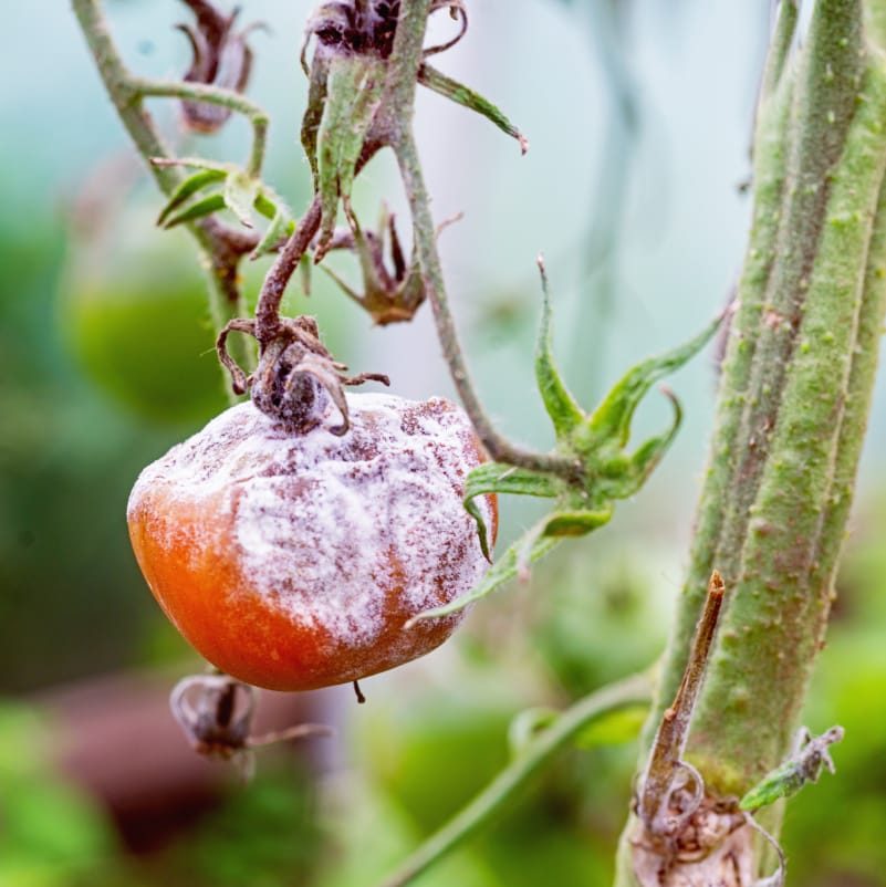Grauschimmel auf einer Tomate am Strauch