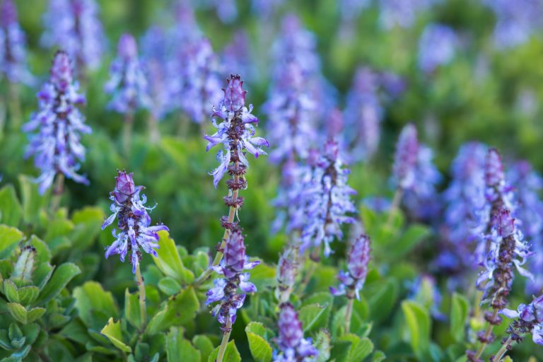 Violette, längliche Blüten der Verpiss-dich-Pflanze