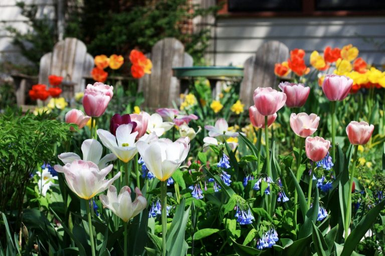 Gartenarbeit im Frühjahr mit blühenden Pflanzen
