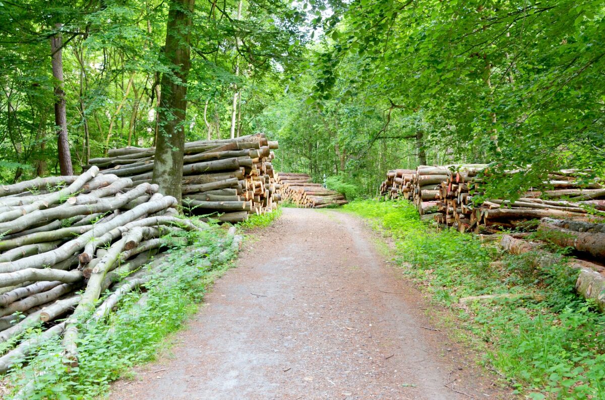 Heimische Holzarten – für nachhaltiges und langlebiges Bauen