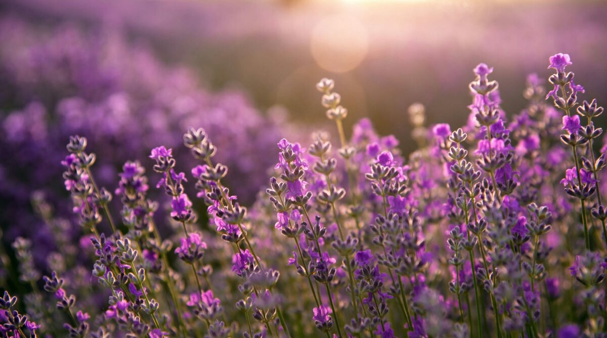 Blühendes Lavendelfeld im Sommer, im Hintergrund der Sonnenuntergang
