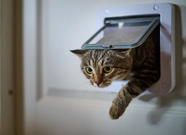 Eine Katze nutzt ihre Katzenklappe.