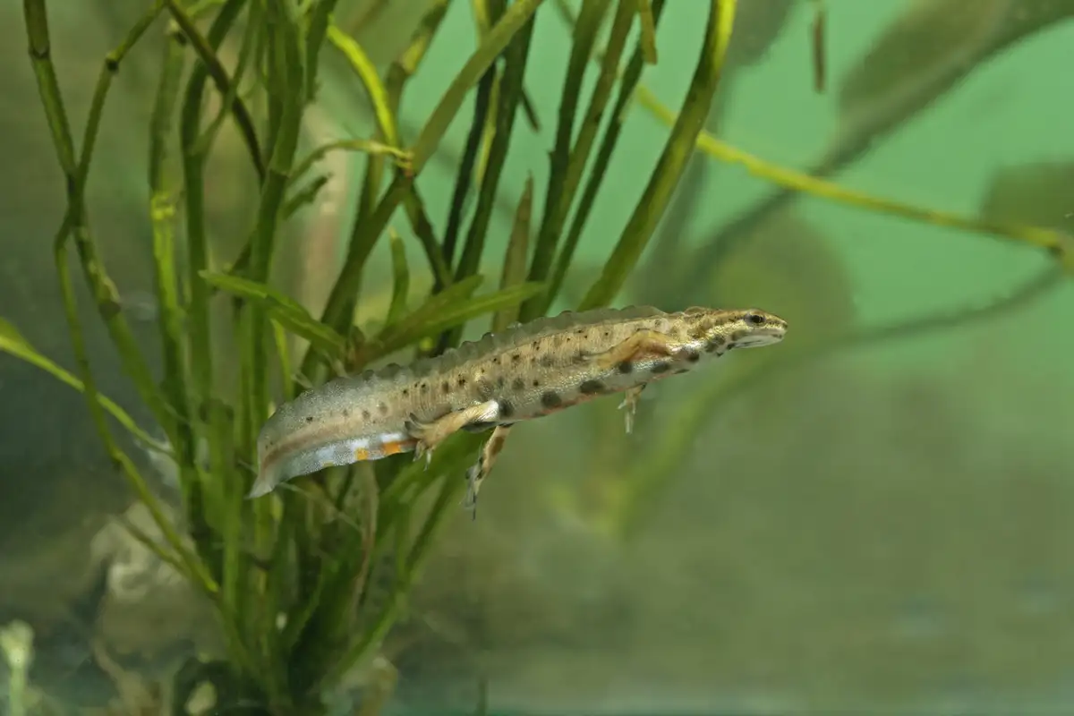 Ein Teichmolch zwischen Wasserpflanzen