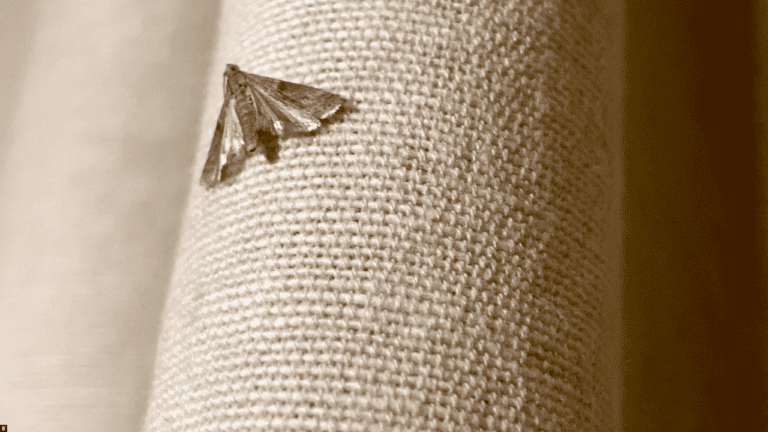 Eine Kleidermotte auf einem Sofa