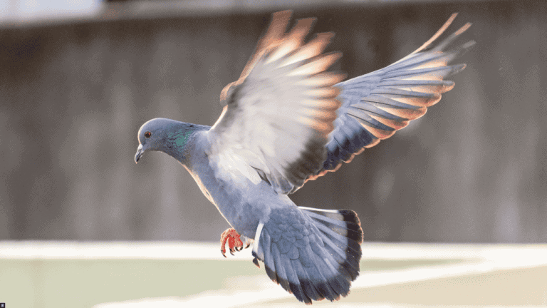 Eine Taube im Landeanflug