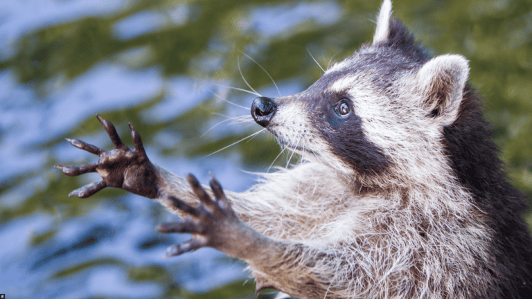 Waschbär streckt die Pfoten aus