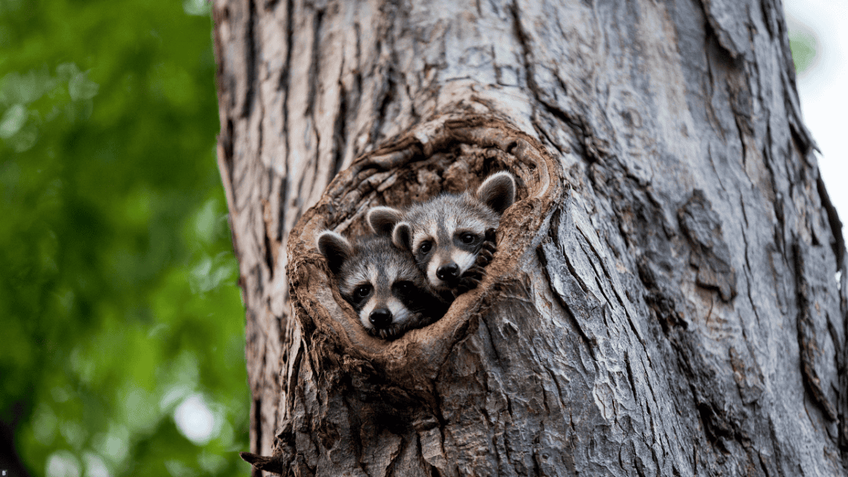 Zwei Waschbärbabys im Baumstamm
