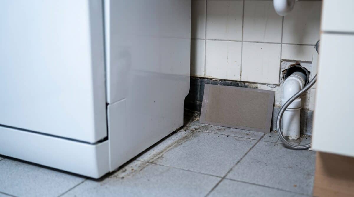 Flache Klebefalle liegt an der Wand hinter einem vorgezogenen Küchengerät, daneben eine offene Rohrdurchführung