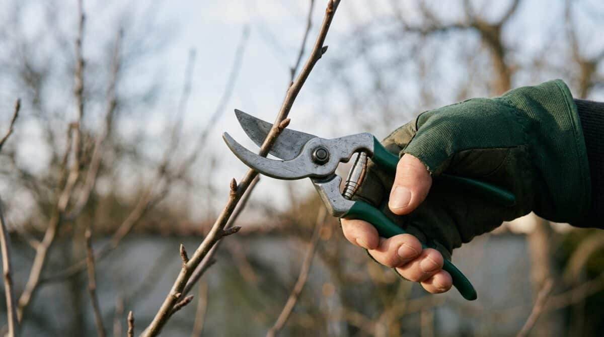 Obstbaum schneiden im Winter: Hand mit Gartenschere setzt den Schnitt an einem jungen Trieb an
