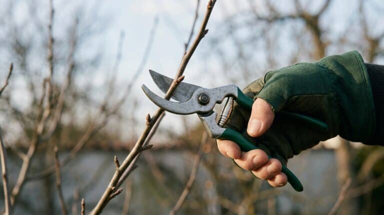 Obstbaum schneiden im Winter: Hand mit Gartenschere setzt den Schnitt an einem jungen Trieb an