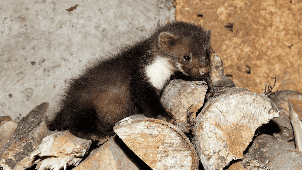 Ein Babymarder auf Holz