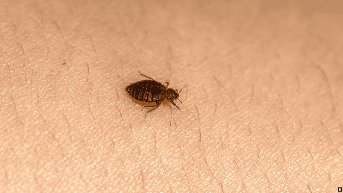 Eine Bettwanze krabbelt auf menschlicher Haut